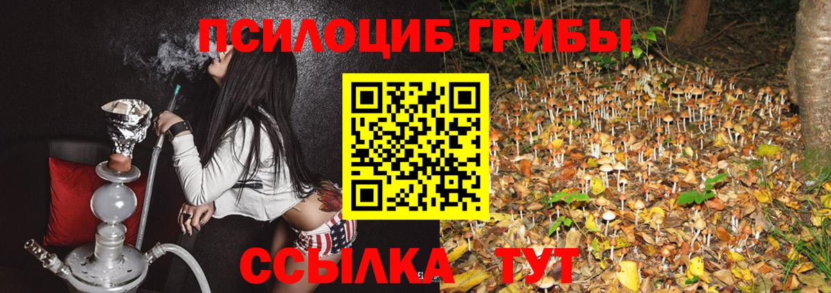 Галлюциногенные грибы Psilocybe Богданович